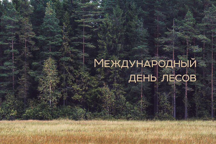 21 марта – Международный день лесов